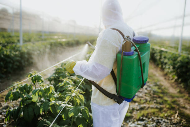 Best Wasp Removal Services  in Belvidere, IL